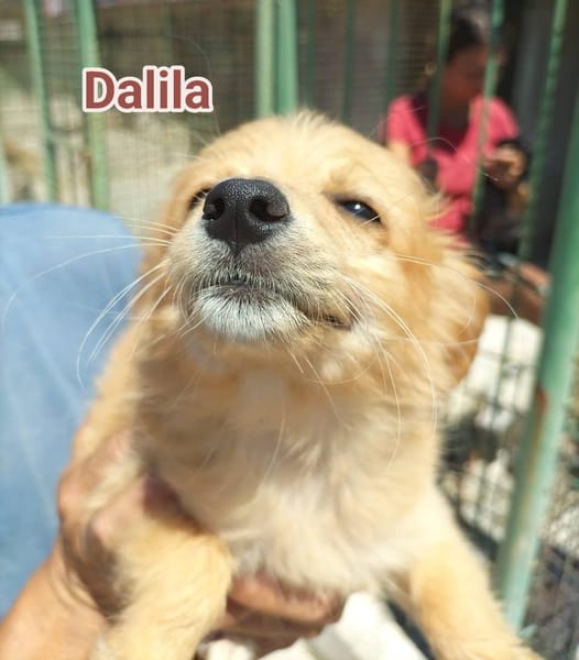 dalila