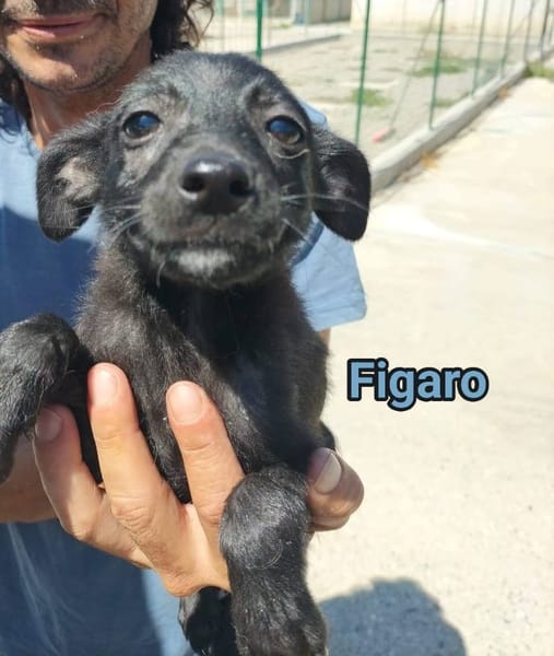 figaro