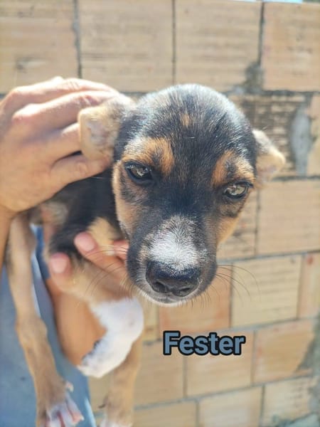 fester