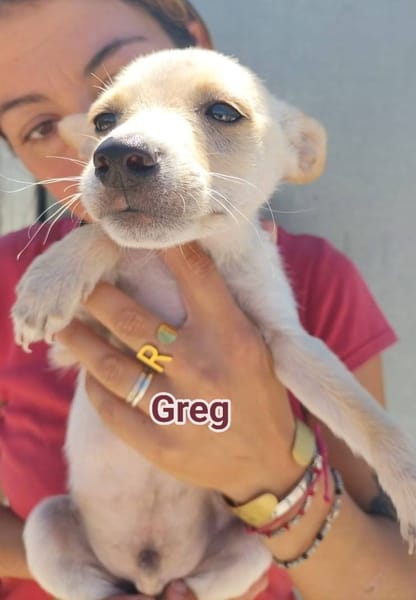 greg