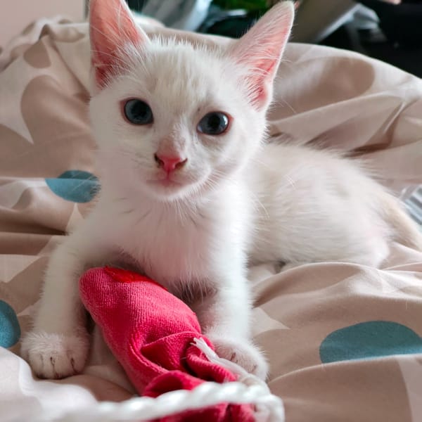 BELLA n°2