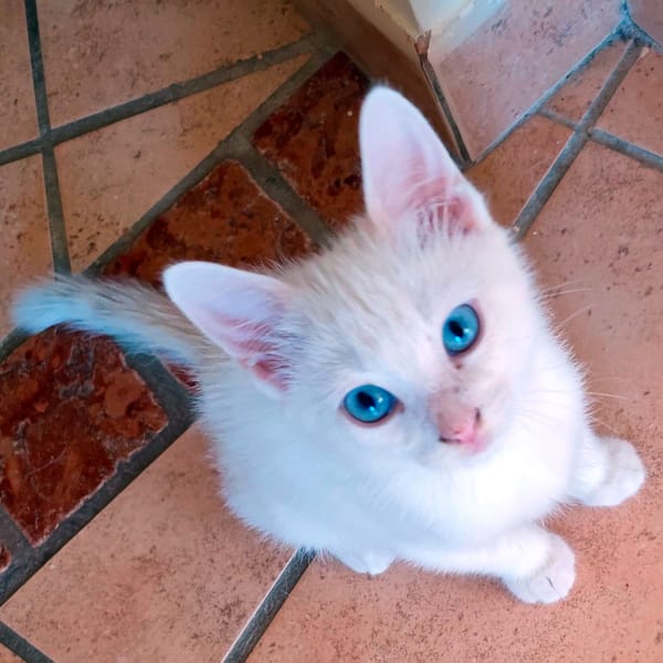 BELLA n°2