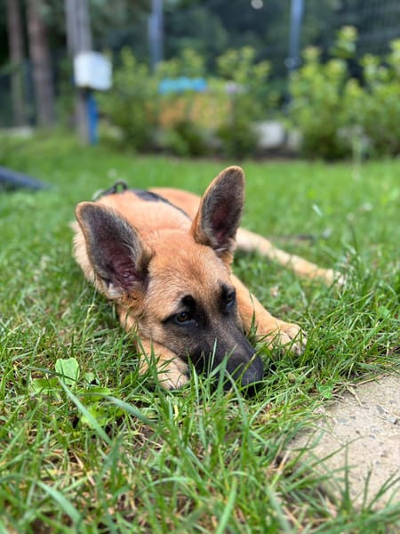 LUNA