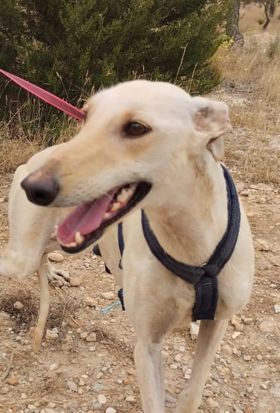 LISETTE  (Patitas)