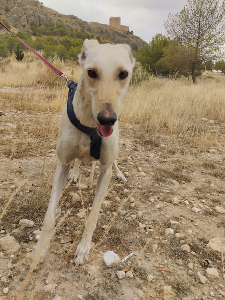 LISETTE  (Patitas)