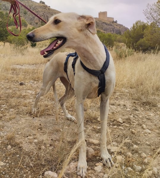 LISETTE  (Patitas)
