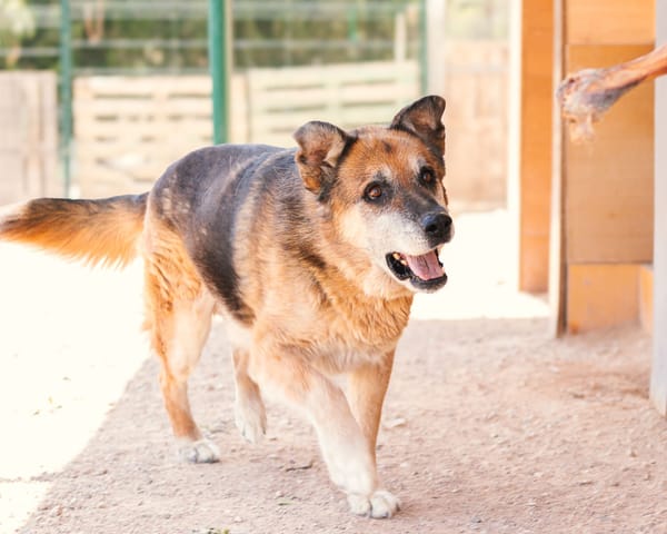 TURCO (Patitas)