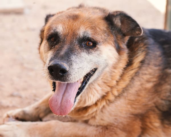TURCO (Patitas)