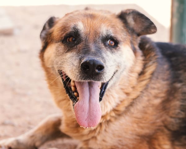 TURCO (Patitas)
