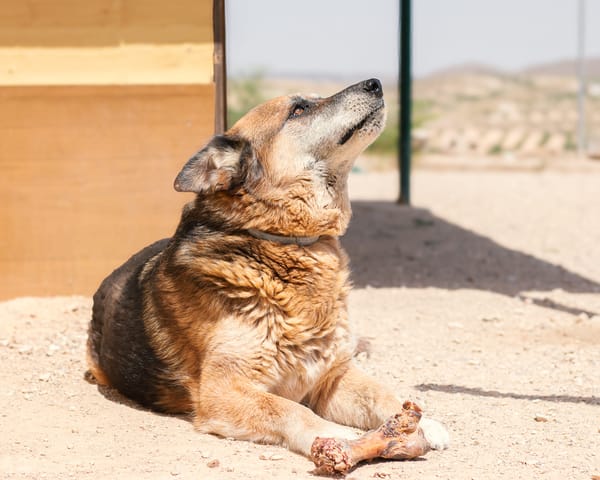 TURCO (Patitas)
