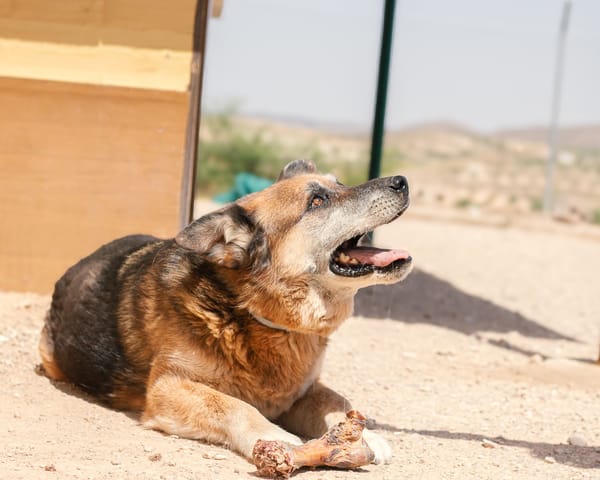 TURCO (Patitas)