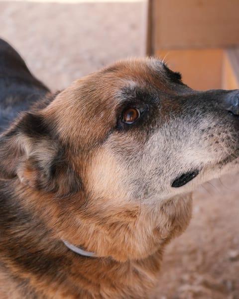TURCO (Patitas)