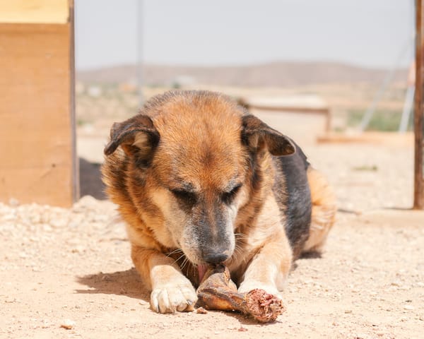 TURCO (Patitas)