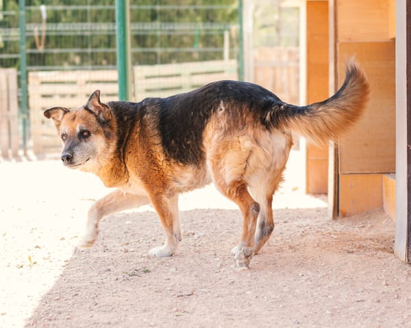 TURCO (Patitas)