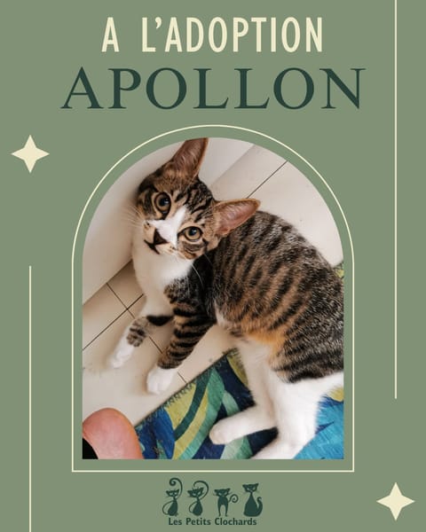 Apollon