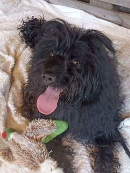 BOBBY sucht Zuhause