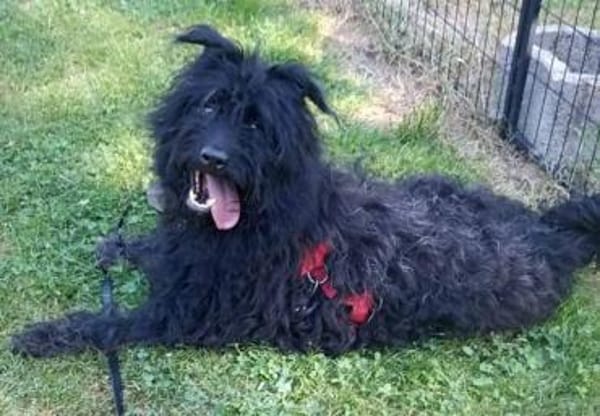 BOBBY sucht Zuhause