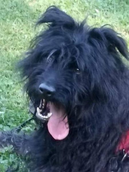 BOBBY sucht Zuhause