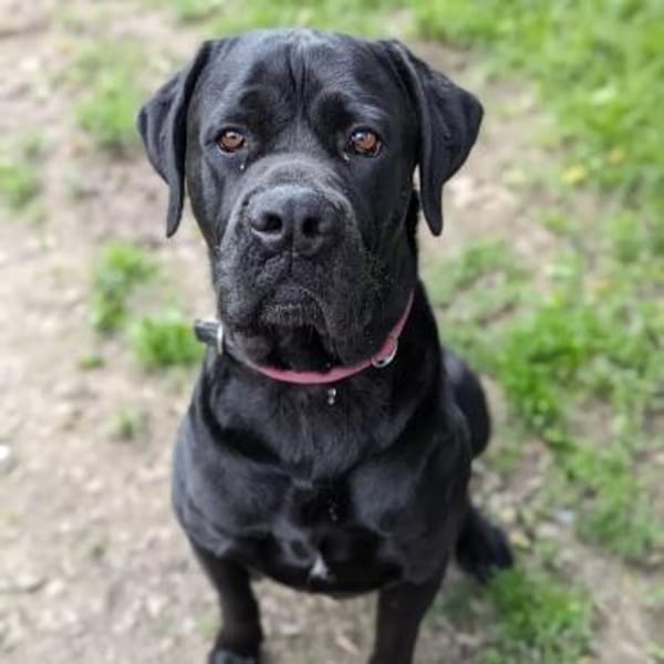 Cane Corso sucht Rasseliebhaber