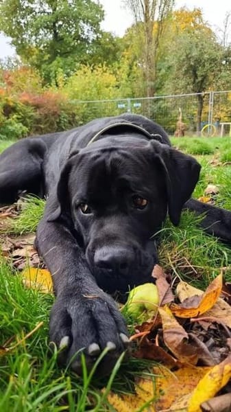 Cane Corso sucht Rasseliebhaber