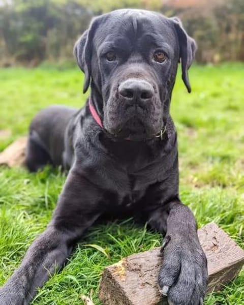 Cane Corso sucht Rasseliebhaber