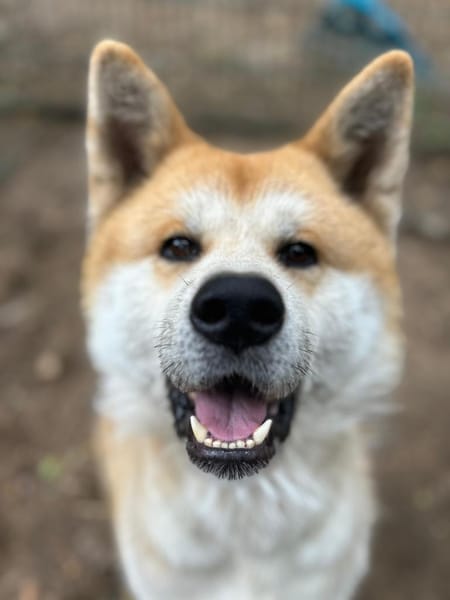 Taki