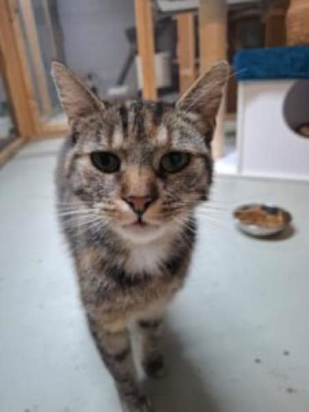 Kleine Freigängerkatze