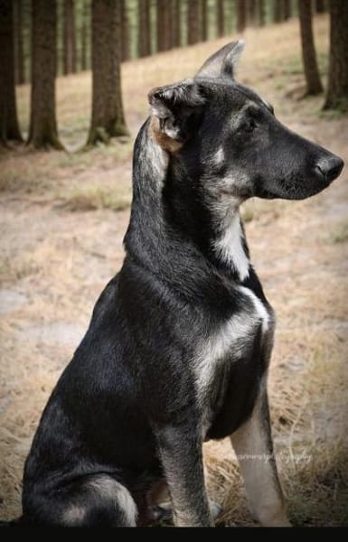 Finn - ein fröhlicher Welpe