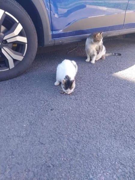 Bibbi & Tina zwei süße verschmuste Mäuse