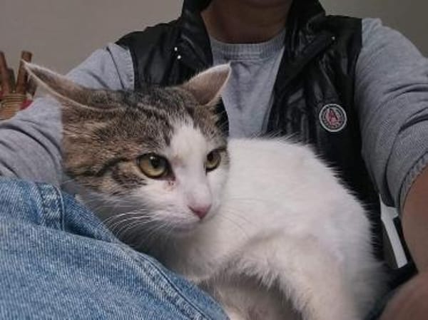Bibbi & Tina zwei süße verschmuste Mäuse