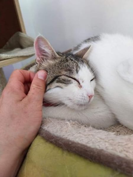 Bibbi & Tina zwei süße verschmuste Mäuse