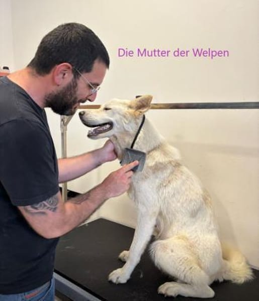 MILA - bleibt ein hartes Leben erspart
