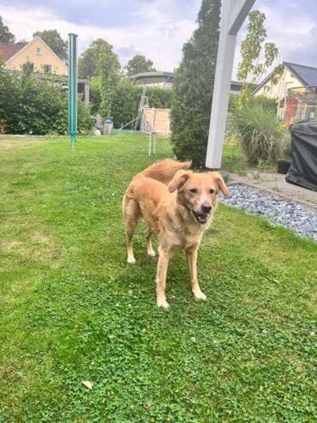 Jule sucht neues Zuhause