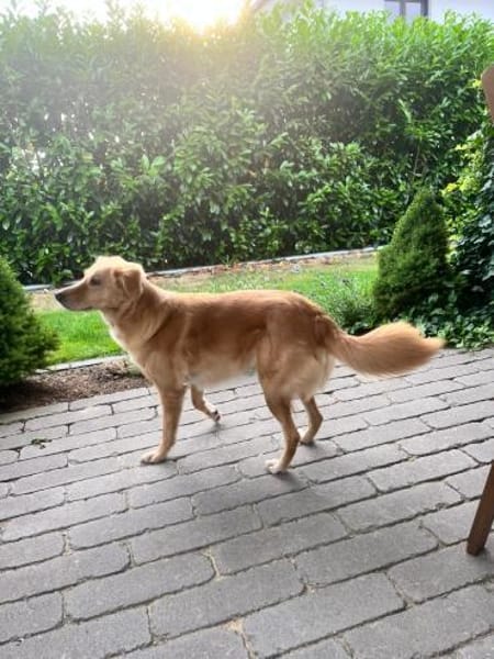 Jule sucht neues Zuhause