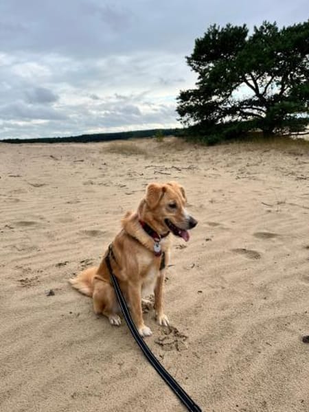 Jule sucht neues Zuhause