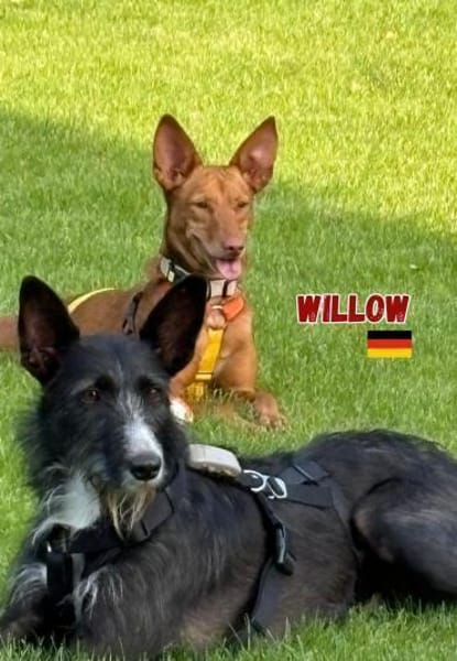 Willow - Hündin mit großem Herz