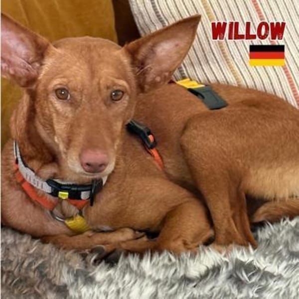 Willow - Hündin mit großem Herz