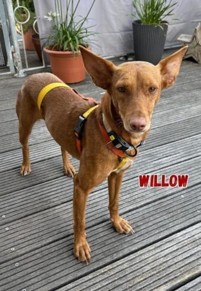 Willow - Hündin mit großem Herz