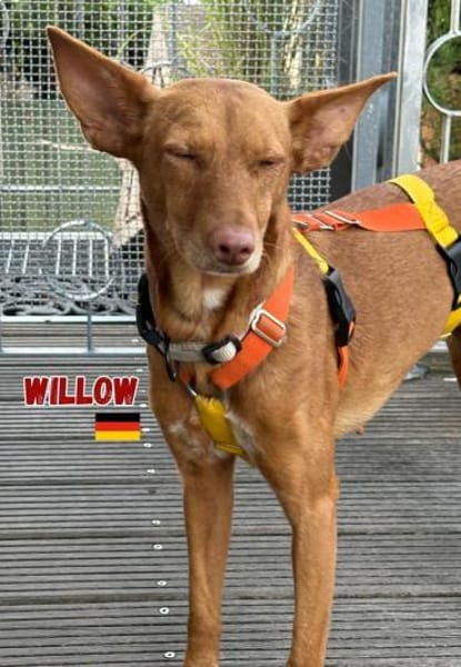 Willow - Hündin mit großem Herz