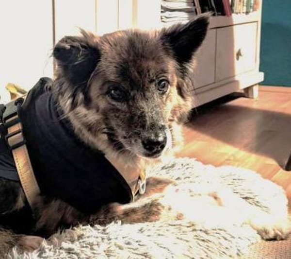 STELLA - ruhige, brave Begleithündin ❤