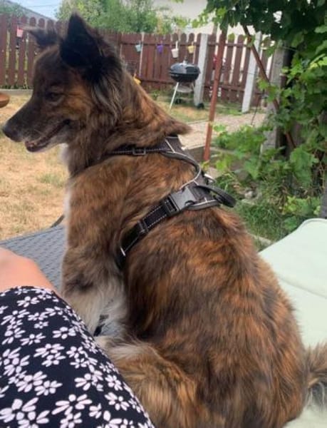 STELLA - ruhige, brave Begleithündin ❤