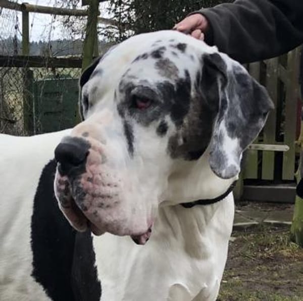 Carlo - souveräne Doggenfans gesucht