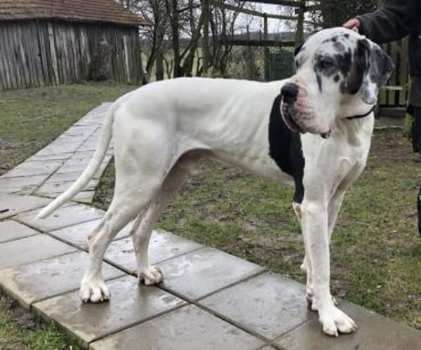 Carlo - souveräne Doggenfans gesucht
