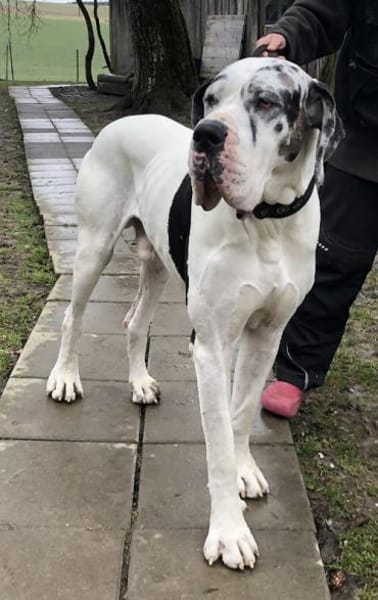 Carlo - souveräne Doggenfans gesucht