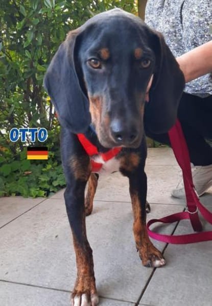 Otto - Liebenswertes Schlappohr