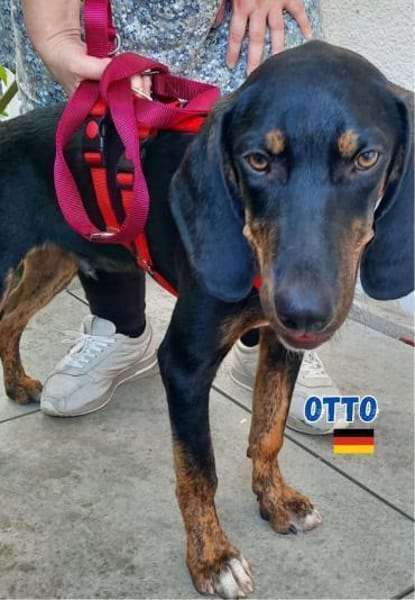 Otto - Liebenswertes Schlappohr