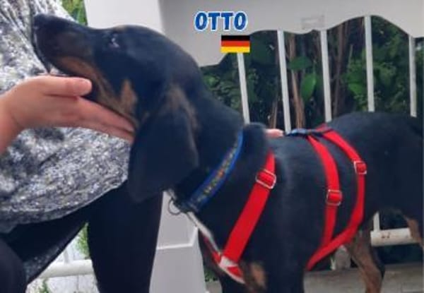 Otto - Liebenswertes Schlappohr