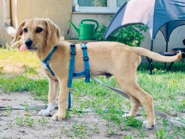 Antonio sucht sein Körbchen