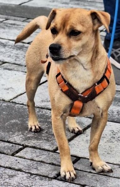 RAYO - wunderbares Hundepärchen 🐶🐶