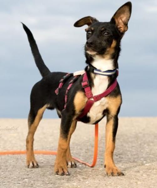 GOPI - spätere Adoption möglich 🙏